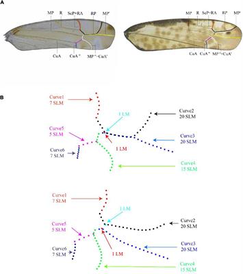 Morphometric analysis of forewing venation does not consistently differentiate the leafhopper tribes Typhlocybini and Zyginellini